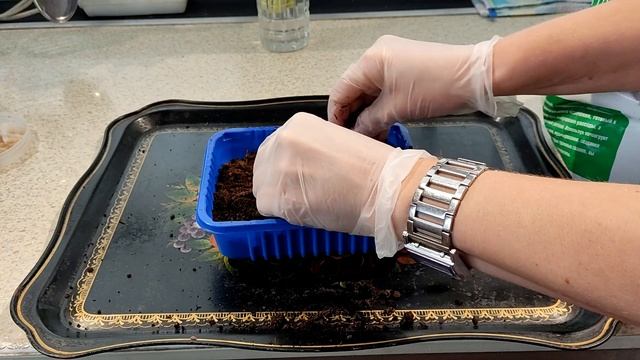 Как вырастить вкусный болгарский перец смотреть онлайн
