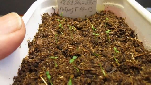 02 03 20г Как сейчас выглядят посевы рододендронов смотреть онлайн