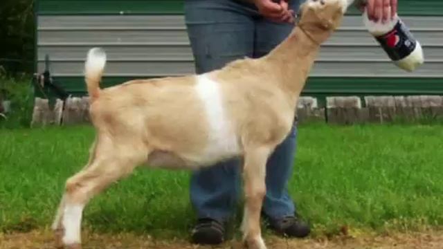 Кто ты, ЛАМАНЧА? смотреть онлайн