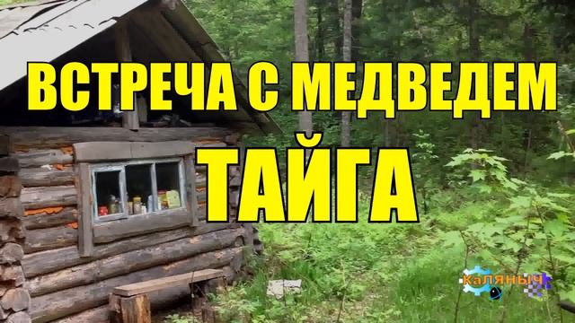 ВСТРЕЧА С МЕДВЕДЕМ | ТРИ СЛУЧАЯ В ТАЙГЕ смотреть онлайн