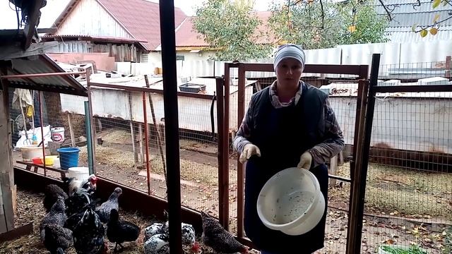 Вечернее кормление кур. Кладезь полезных элементов. смотреть онлайн