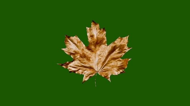 ФУТАЖ ( ОСЕННИЙ ЛИСТ ) НА ЗЕЛЕНОМ ФОНЕ-ХРОМАКЕЙ смотреть онлайн