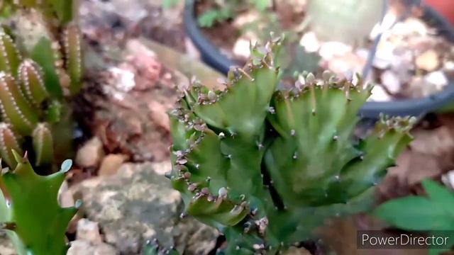 🌿🌵 todas as suculentas podem ficar cristata 🌵🌿 смотреть онлайн
