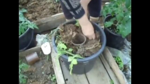 Посадка переросшей рассады томатов в ведро. Марценюк Надежда смотреть онлайн