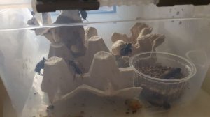 СВЕРЧКИ! СОДЕРЖАНИЕ СВЕРЧКОВ ДОМА! ЖИВОЙ КОРМ ДЛЯ РЕПТИЛИЙ!