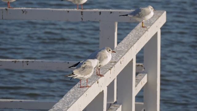 БОЛЬШОЙ СПРАВОЧНИК О ПТИЦАХ