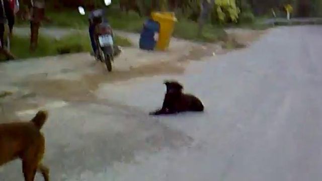 Naithonburi Дороги Собаки смотреть онлайн