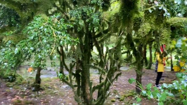 Ч.1 Озеро Рица, Сказочный лес, Альпийские луга. смотреть онлайн