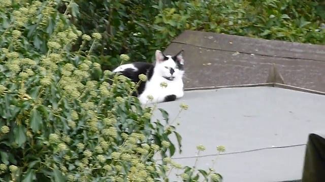 Panasonic Lumix FZ45 Zoom Test 2 смотреть онлайн