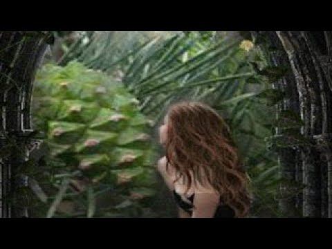 Сосновый мед