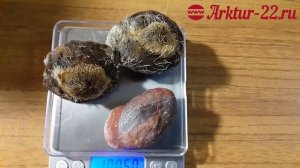 Струя кабарги сырая №4