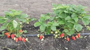 Клубника Мурано !!! Первая Ягода !!! #мурано #клубникамурано