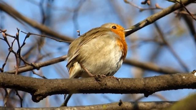 Birds Of Europe - Crvendać (Erithacus Rubecula) (Robin)