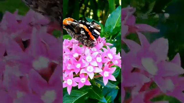 Pentas Lanceolata Flowers attract￼ Monarch Butterflies смотреть онлайн