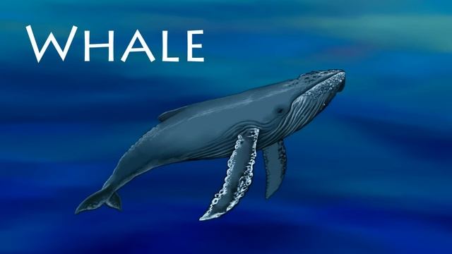 Ocean Animals for Kids | Zoo animals for preschool and kindergarten смотреть онлайн