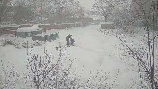 Французский бульдог Барни ныряет в снег в Славянске 2018 смотреть онлайн