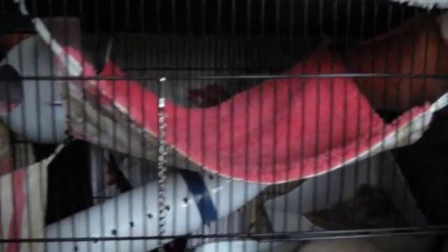 Уютный домик для крыс смотреть онлайн