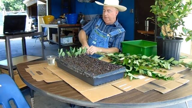 Green Ligustrum Cuttings Part #3 смотреть онлайн