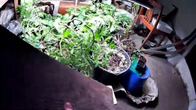 Выращивание хлореллы в домашних условиях. Размножение хлореллы в пятилитровках на биогумусе смотреть онлайн