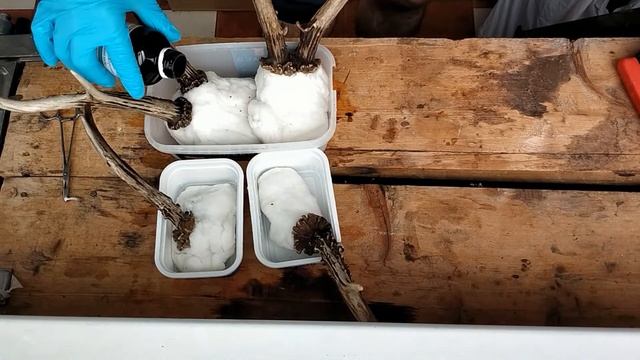 Рога косули на медальоне на стену, как очистить рога косули и как отбелить череп косули