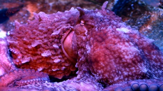 Мастера маскировки и интеллектуальные гении моря: удивительные способности осьминогов смотреть онлайн