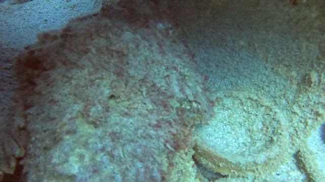 Опасные #stonefish #lionfish Показал лишь попу Часть 2 смотреть онлайн