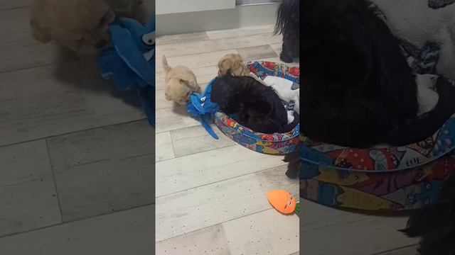Мальтипу #собака #maltipoo #питер #щенкимальтипу #щенок #мальтезе #пудель #игры смотреть онлайн