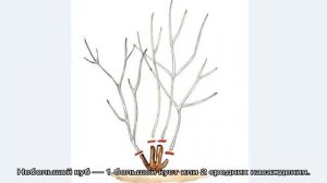 Обрезка барбариса — как сформировать