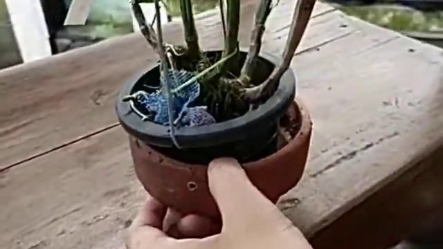 Cattleya Nell Hammer