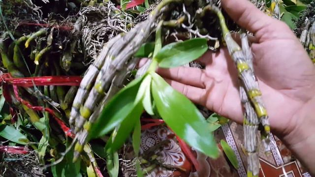 Lan rừng xả hàng (đã hết hàng xin cảm ơn các bác )18/6/2018 0942415999 смотреть онлайн