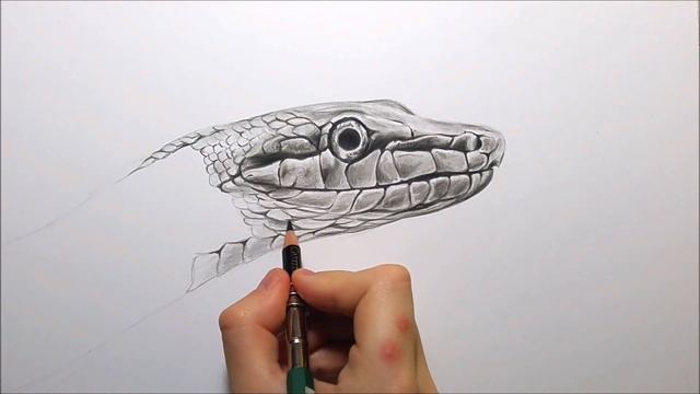 Drawing a realistic snake in graphite! | Leontine van vliet смотреть онлайн