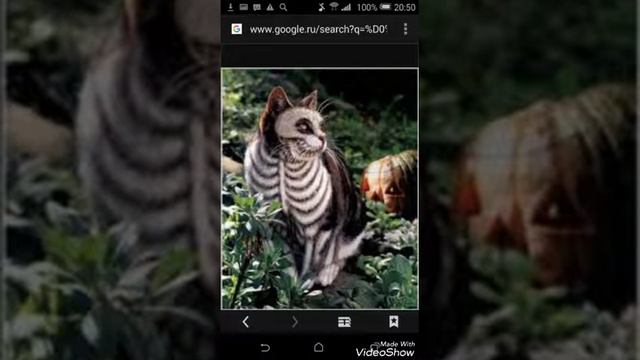 Хэллоуин Клюква Клюквенная
