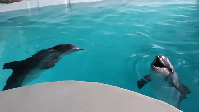 Dolphins. Познакомьтесь с нашими детьми!) смотреть онлайн