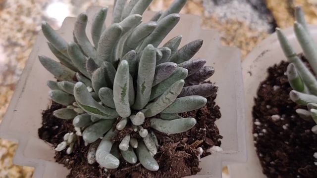 Senecio silver coral/senecio scaposus- 1 day 1 succulent sharing смотреть онлайн
