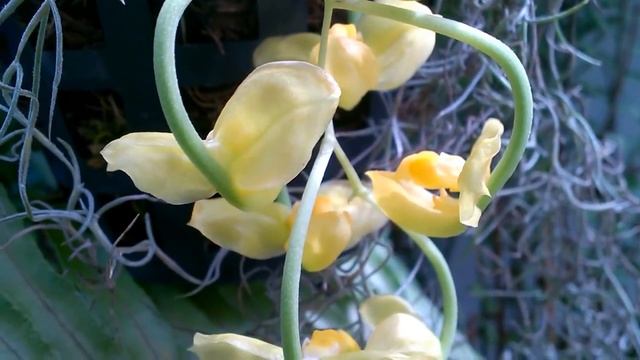 Цветение орхидеи Гонгора Галеата, обзор /Gongora Galeata Orchid. #Доминикана. смотреть онлайн