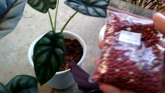 Fertilizer For Aglaonema Alocasia & Calathea