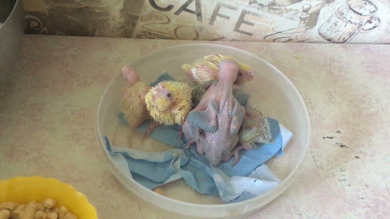 Доброе утро от малышей! смотреть онлайн