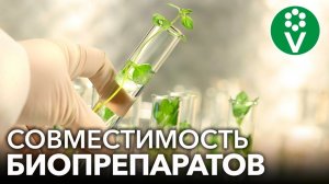 Можно ли смешивать разные БИОПРЕПАРАТЫ? Сенная палочка, триходерма, метаризиум, боверия
