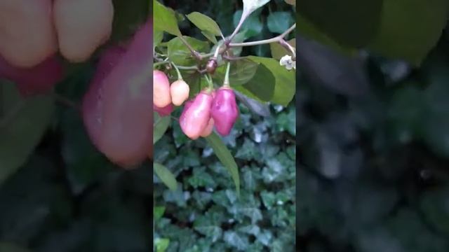 Острый ароматный многолетний перец на окно Fidalgo Roxa смотреть онлайн