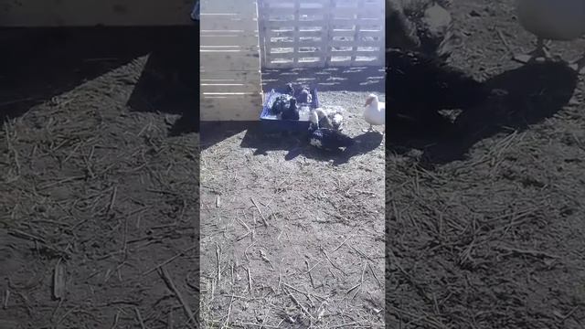 Каюга Американская утка смотреть онлайн