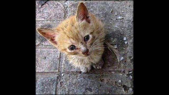 Учиться любить как уродливый кот смотреть онлайн