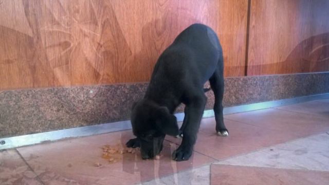 Парень услышал громкий лай из под машины. Увидев это, его начало трясти от страха!