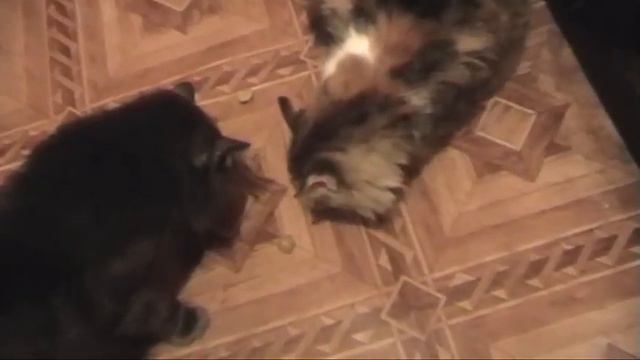 Кошачья семья обожает оливки. Cat loves to eat olives смотреть онлайн