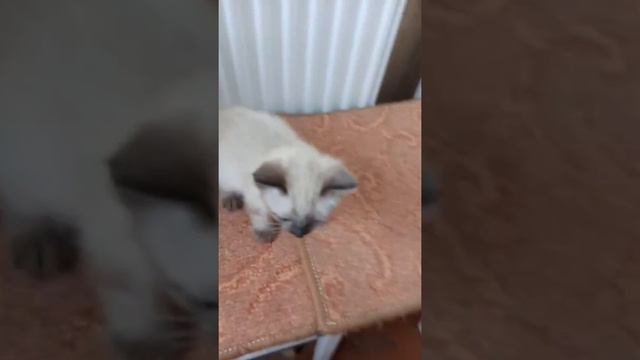 Меконгский бобтейл смотреть онлайн