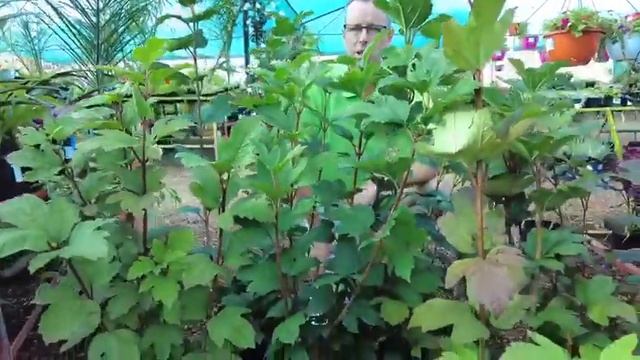 Viburnum opulus 'Roseum' (Snowball bush) at Floradale Nurseries, Gqeberha. смотреть онлайн