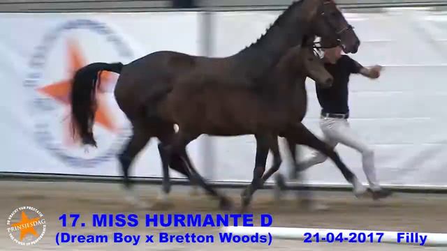 17. Miss Hurmante D (Dream Boy x Bretton Woods) - www.prinsjesdag.eu смотреть онлайн