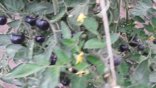 Помидоры, чеснок смотреть онлайн