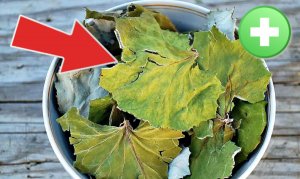 Соберите на зиму эту траву в июле-августе от 100 болезней! Какая польза мать и мачехи для человека?