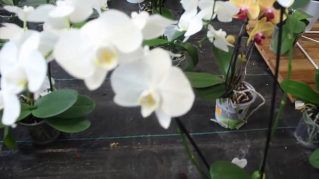 МОЖНО ВЫРАЩИВАТЬ В ДОМЕ ОРХИДЕЮ ? ПРИМЕТЫ и МИФЫ ОБ ОРХИДЕЯХ #ЭНЕРГЕТИКА_ОРХИДЕИ #oldenburgru#90 смотреть онлайн