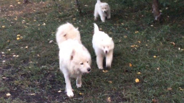 Щенки Самоеда и Швейцарской овчарки 17.09.19 смотреть онлайн